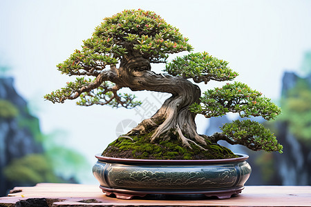 传统的松树盆栽景观背景图片