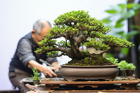 院落里的松树盆景图片