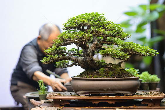 院落里的松树盆景图片