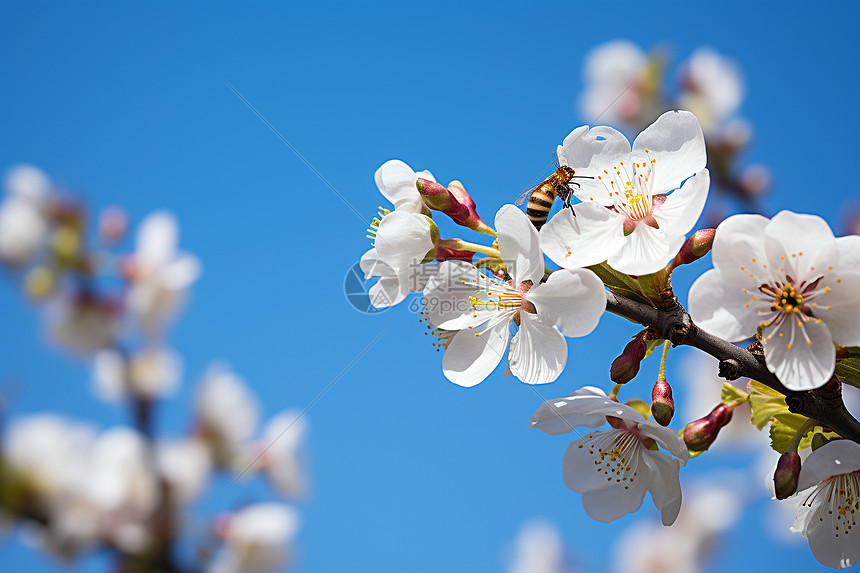 花园中盛开的美丽花朵图片