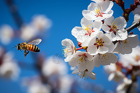 花园中采蜜的蜜蜂图片