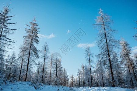 小雪美丽的雪中树林景观背景