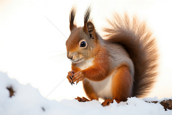 冬日雪地里的松鼠图片