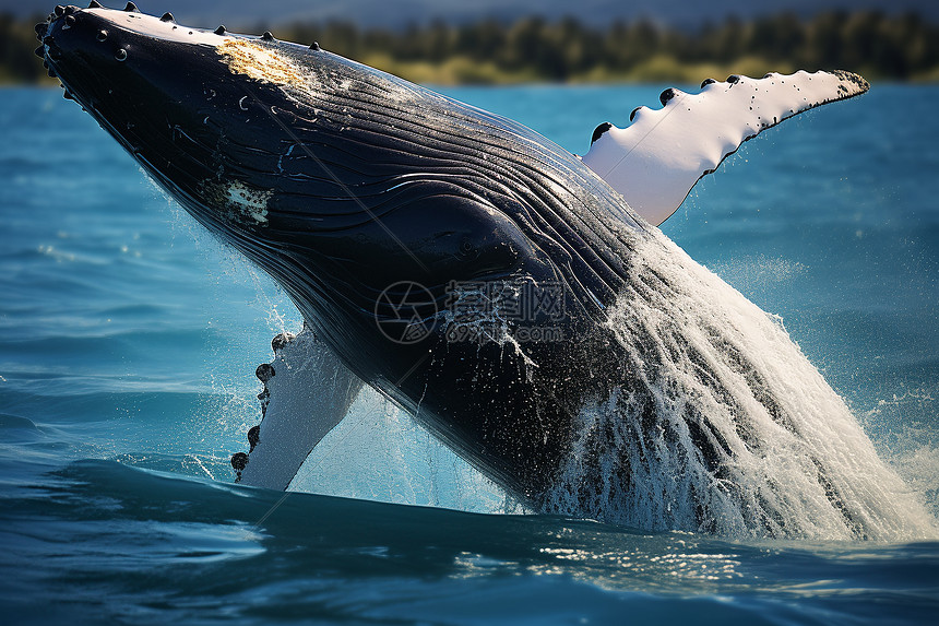 濒临灭绝的座头鲸图片