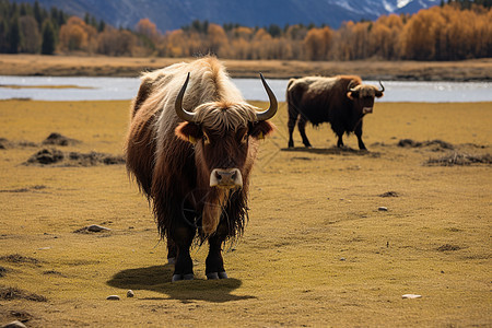 田野上的两只牦牛背景图片
