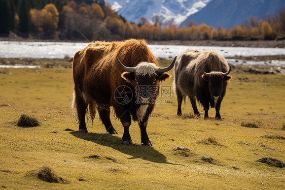 牛群漫步草原图片