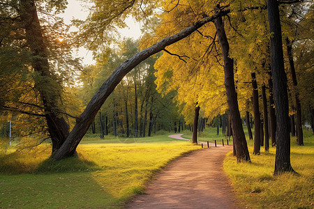 秋季森林公园的美丽景观背景图片