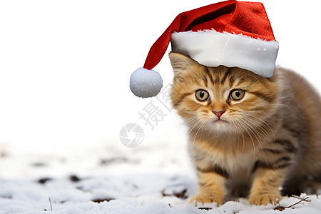 圣诞节的小猫咪背景图片
