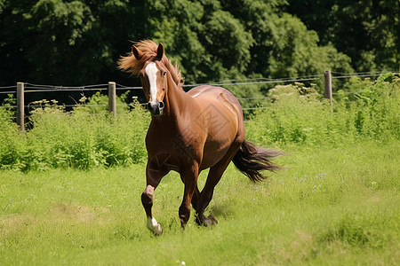 奔跑在草地上的马匹图片