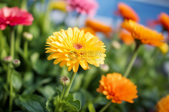 夏日缤纷的金盏菊花海图片