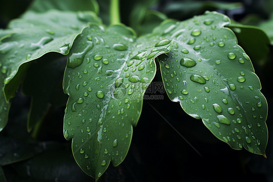 水滴点缀的绿色植物图片