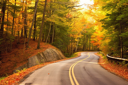 秋季森林道路的美丽景观图片