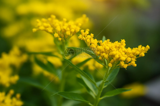 夏季花园中盛开的黄色花朵图片
