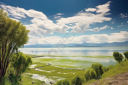 夏季湖泊的美丽景观图片