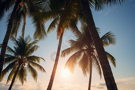 阳光下美丽的棕榈树图片