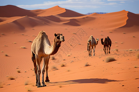 撒哈拉沙漠中的骆驼群图片