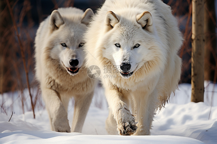 雪地上凶险的白狼图片
