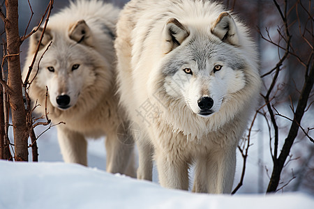 冬季丛林中的白狼图片