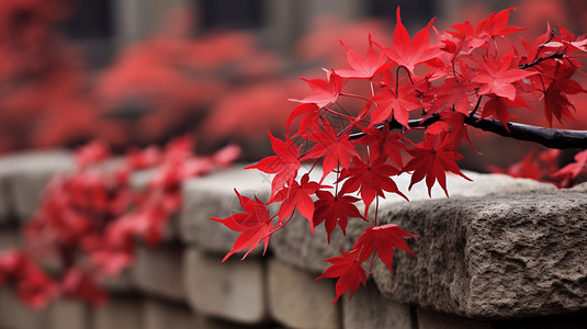 红色城墙漂亮的红色枫叶背景