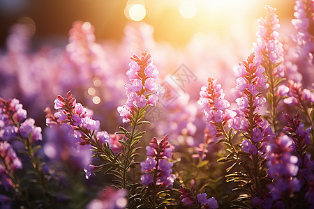 夏季绽放的薰衣草花海背景图片