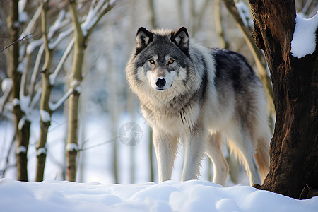 寒冷冬季觅食的灰狼图片