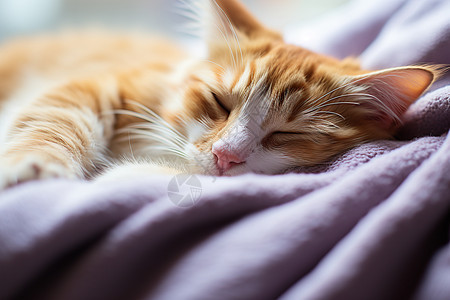 小猫躺在毛毯上入眠图片