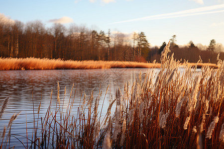 秋季湖边的芦苇塘图片
