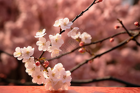 桌子上的梅花图片