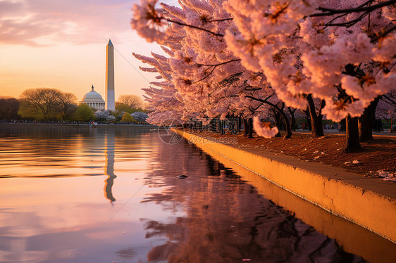欧洲城市河岸旁的樱花树图片