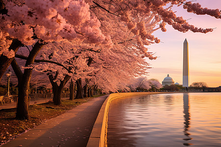 城市公园中盛开的樱花树图片