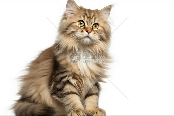蓬松毛发的宠物猫咪图片