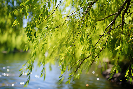 夏日树叶游泳圈夏日绿色的垂柳背景