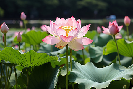 神圣绽放的莲花图片