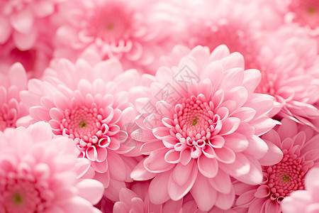 甜美的粉色花朵背景图片