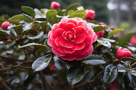 花园里的一枝独秀图片