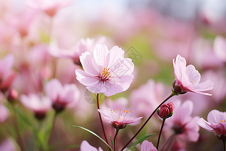 花海中的绚烂仲夏图片