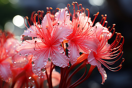 美丽的百合花图片