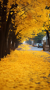 落满银杏叶的街道图片