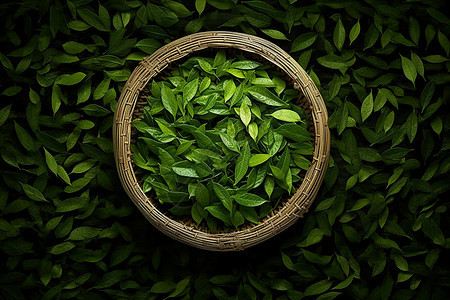 新鲜采摘的清新绿茶图片