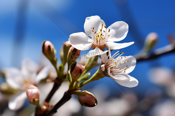 美丽的樱花花朵图片