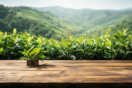 山野茶园的木桌背景图片