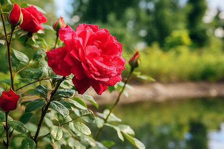 盛开的美丽玫瑰花朵图片
