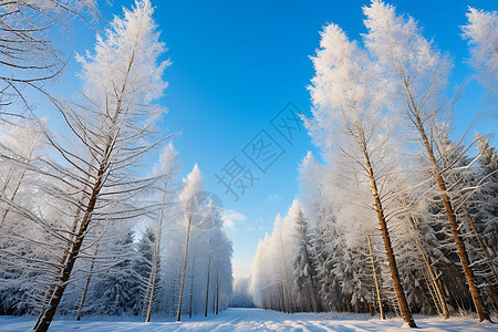 冬季寒冷冰雪森林的美丽景观图片