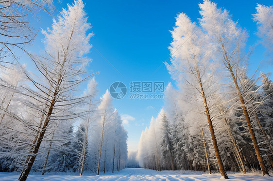 冬季寒冷冰雪森林的美丽景观图片