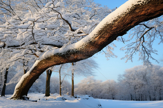 白雪覆盖的森林大树图片