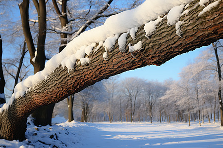 冬季白雪覆盖的大树景观图片