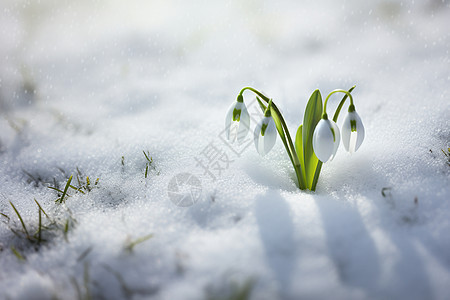 美丽的雪花莲花朵图片