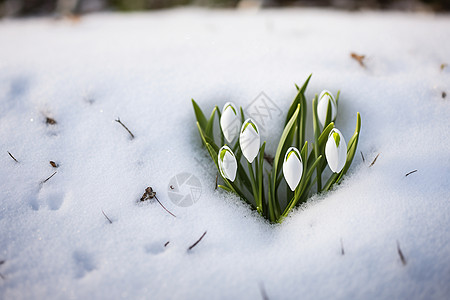 冬季雪地中盛开的雪花莲背景图片