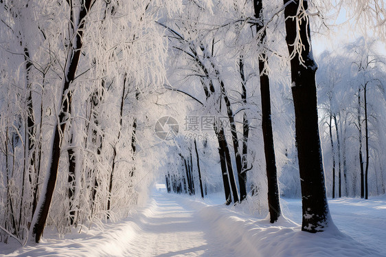 白雪皑皑的森林小径图片