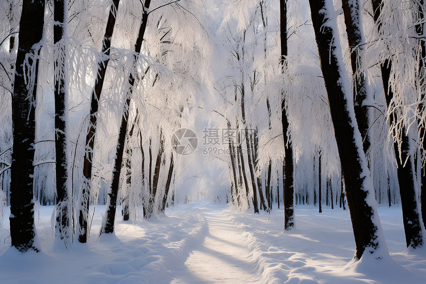 冬季白雪覆盖的森林景观图片